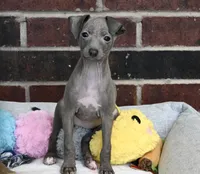 Hailie, a female Italian Greyhound for sale in Kingston, OK – 1 of 10