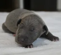 Hailie, a female Italian Greyhound for sale in Kingston, OK – 2 of 5