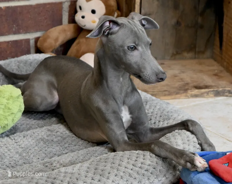 Maynard – Italian Greyhound puppy for sale in Kingston, OK
