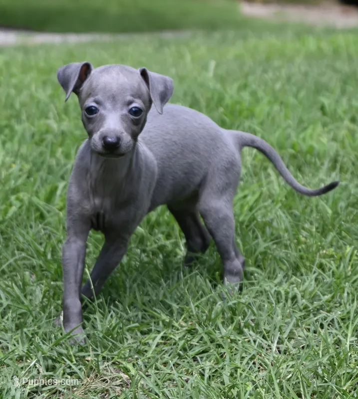 Millie – Italian Greyhound puppy for sale in Kingston, OK
