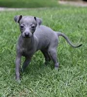 Millie, a female Italian Greyhound for sale in Kingston, OK – 1 of 10