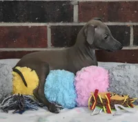 Blizzy, a male Italian Greyhound for sale in Kingston, OK – 3 of 10
