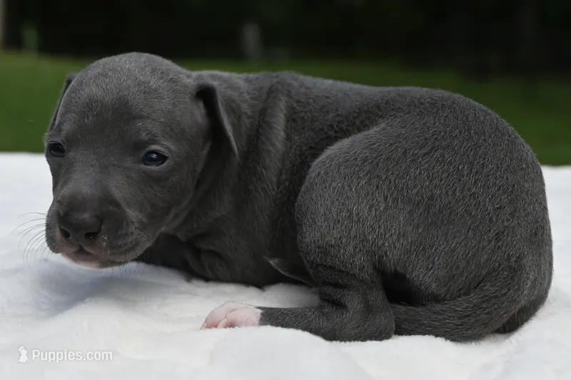 Queenie – Italian Greyhound puppy for sale in Kingston, OK