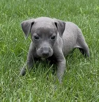 June, a female Italian Greyhound for sale in Kingston, OK – 3 of 9