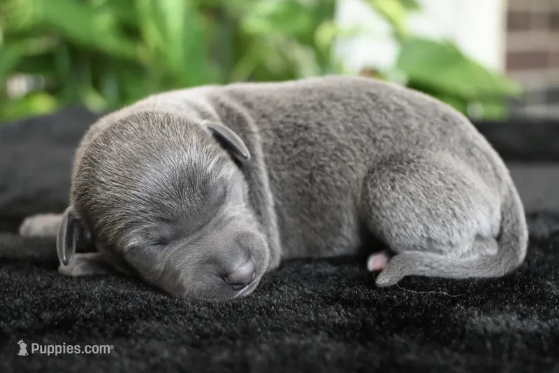 Brio – Italian Greyhound puppy for sale in Kingston, OK