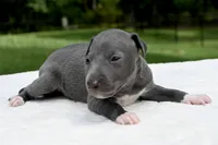 Quartz, a male Italian Greyhound for sale in Kingston, OK – 6 of 8