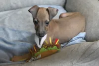 Jasper, a male Italian Greyhound for sale in Kingston, OK – 3 of 10