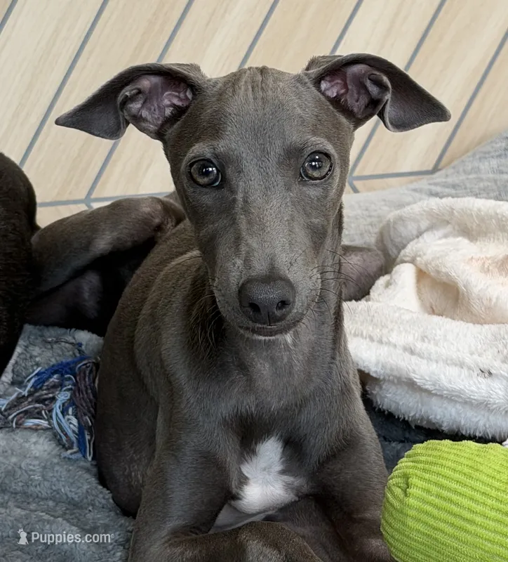 Maynard – Italian Greyhound puppy for sale in Kingston, OK