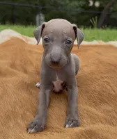Blizzy, a male Italian Greyhound for sale in Kingston, OK – 4 of 10