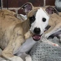 Easton, a male Whippet for sale in Kingston, OK – Photo 6 of 10