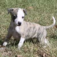 Easton, a male Whippet for sale in Kingston, OK – Photo 9 of 10