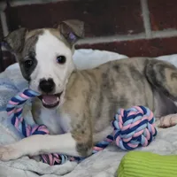 Easton, a male Whippet for sale in Kingston, OK – Photo 7 of 10