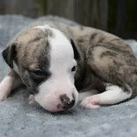 Easton, a male Whippet for sale in Kingston, OK – Photo 10 of 10