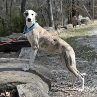 Easton, a male Whippet for sale in Kingston, OK – Photo 2 of 10