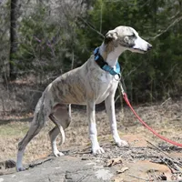 Easton, a male Whippet for sale in Kingston, OK – Photo 3 of 10