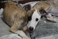 processed/1f76d7e7-a6c2-4118-be0f-c6fc303cdf02/listing/07f669af-a352-4c88-97c0-28e6137549ee/c6e2d36a-d883-42e6-b7f8-6094a27afed4