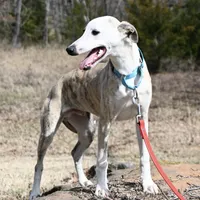 Easton, a male Whippet for sale in Kingston, OK – Photo 4 of 10