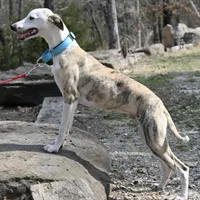 Easton, a male Whippet for sale in Kingston, OK – Photo 5 of 10