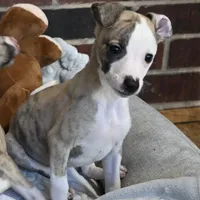 Easton, a male Whippet for sale in Kingston, OK – Photo 8 of 10