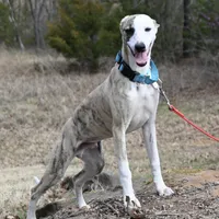 Easton, a male Whippet for sale in Kingston, OK – Photo 1 of 10