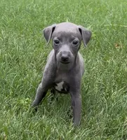 June, a female Italian Greyhound for sale in Kingston, OK – 2 of 9