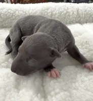 Maple, a female Italian Greyhound for sale in Kingston, OK – 4 of 5