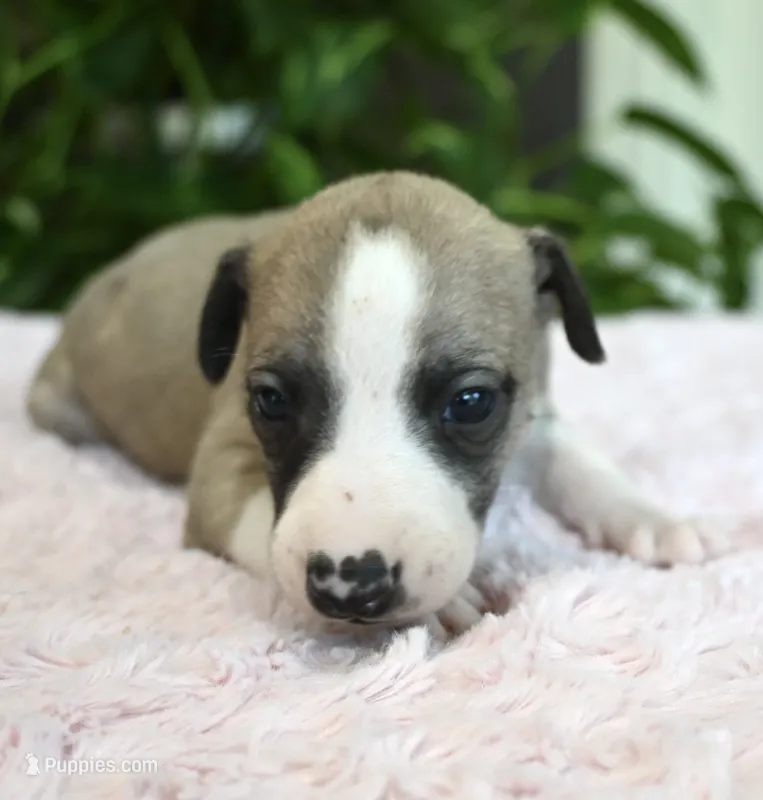 Kit – Whippet puppy for sale in Kingston, OK