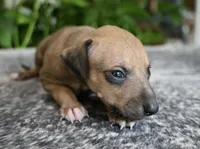 Driz, a female Italian Greyhound for sale in Kingston, OK – 6 of 10