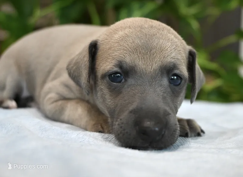 Bennett – Italian Greyhound puppy for sale in Kingston, OK