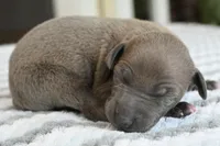 Blizzy, a male Italian Greyhound for sale in Kingston, OK – 3 of 5