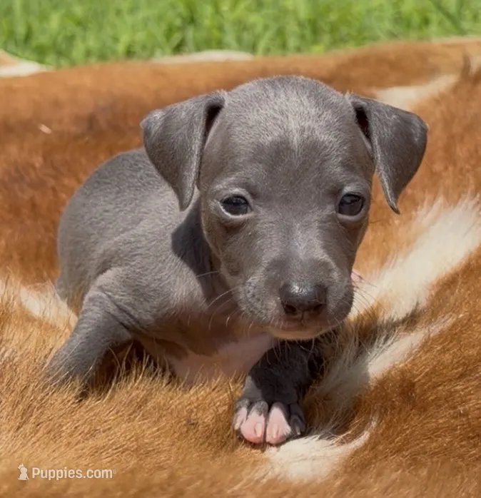 Queenie – Italian Greyhound puppy for sale in Kingston, OK