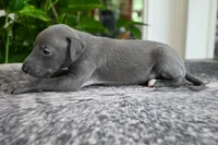 Rae, a female Italian Greyhound for sale in Kingston, OK – 9 of 10