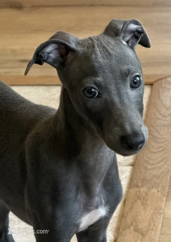 Brio – Italian Greyhound puppy for sale in Kingston, OK