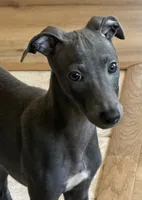 Brio, a male Italian Greyhound for sale in Kingston, OK – 1 of 6