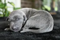 Brio, a male Italian Greyhound for sale in Kingston, OK – 3 of 5