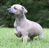 Bennett, a male Italian Greyhound for sale in Kingston, OK – 2 of 10