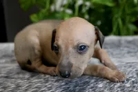 Sandi, a female Italian Greyhound for sale in Kingston, OK – 5 of 10