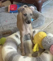 Bennett, a male Italian Greyhound for sale in Kingston, OK – 3 of 10