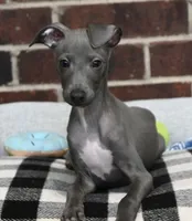 Quill, a male Italian Greyhound for sale in Kingston, OK – 4 of 10