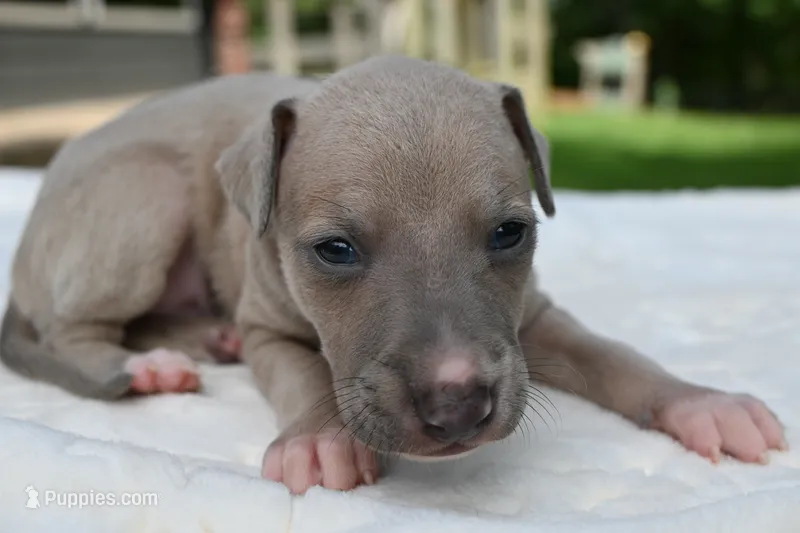 Quinn – Italian Greyhound puppy for sale in Kingston, OK
