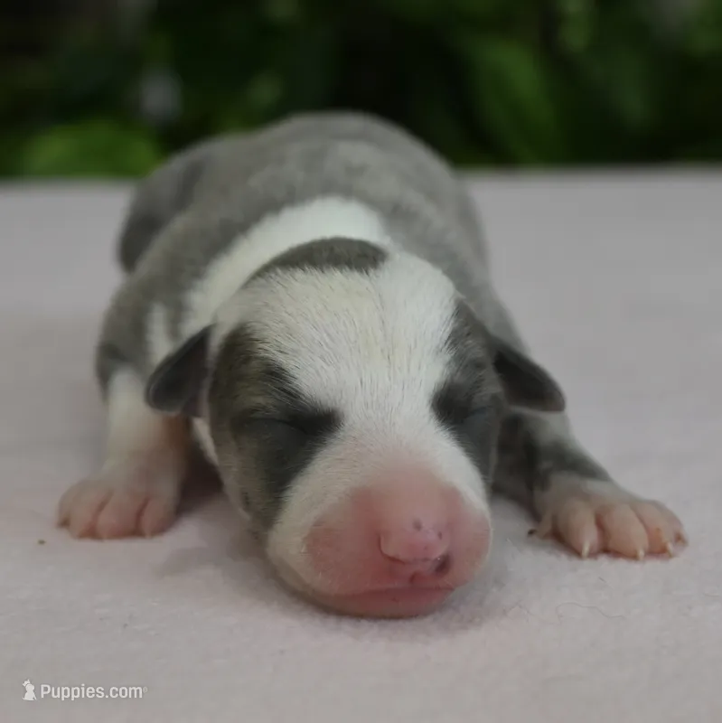 Skye – Whippet puppy for sale in Kingston, OK