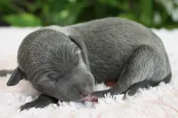 Bella, a female Italian Greyhound for sale in Kingston, OK – 4 of 5