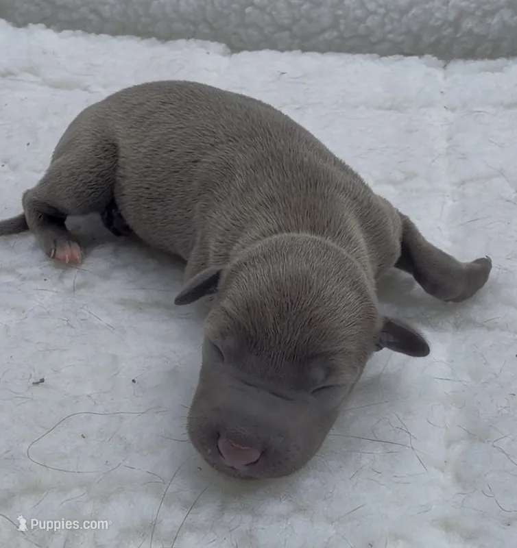 Jane – Italian Greyhound puppy for sale in Kingston, OK