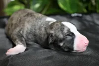 Girlie, a female Whippet for sale in Kingston, OK – 3 of 5