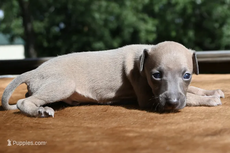 Jasper – Italian Greyhound puppy for sale in Kingston, OK
