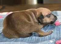 Stormy, a female Italian Greyhound for sale in Kingston, OK – 4 of 5