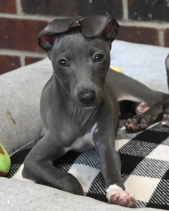 Quartz – Italian Greyhound puppy for sale in Kingston, OK