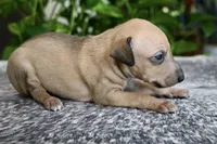 Sandi, a female Italian Greyhound for sale in Kingston, OK – 7 of 10