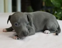 Misa, a female Italian Greyhound for sale in Kingston, OK – 8 of 10
