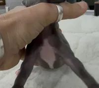 Maynard, a male Italian Greyhound for sale in Kingston, OK – 5 of 5